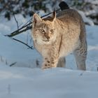 Es schlufft der Luchs