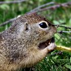 Es schmeckt, auch wenn's ein bisschen am Auge drückt