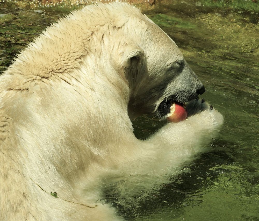 Es schmeckt ihm dieSommerkost