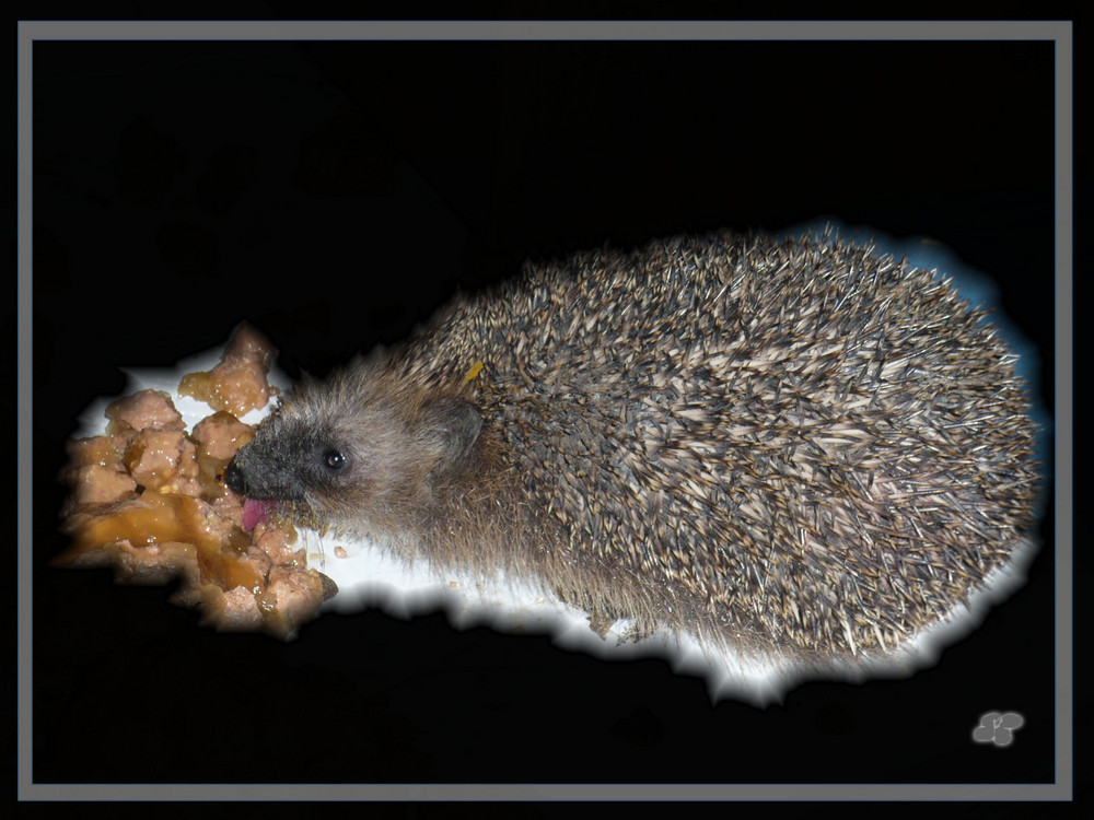 >> Es schmeckt ihm wirklich * Igel "Floh" 