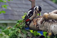 Es schmeckt im selbstgehackten Loch