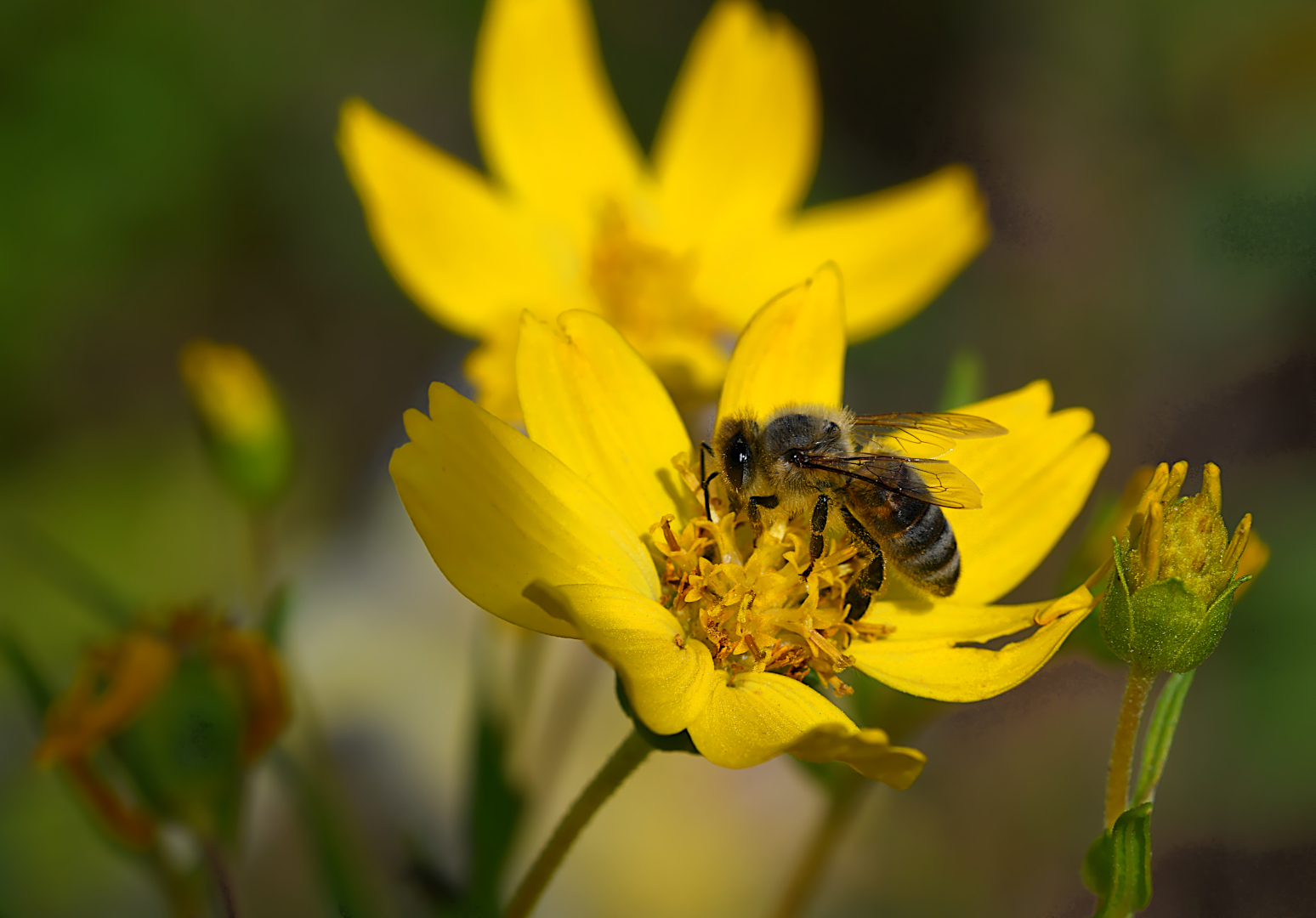 Es schmeckt köstlich, könnte das fleißige Bienchen denken,..