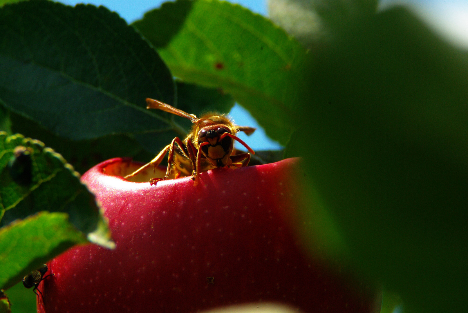 Es schmeckt mir