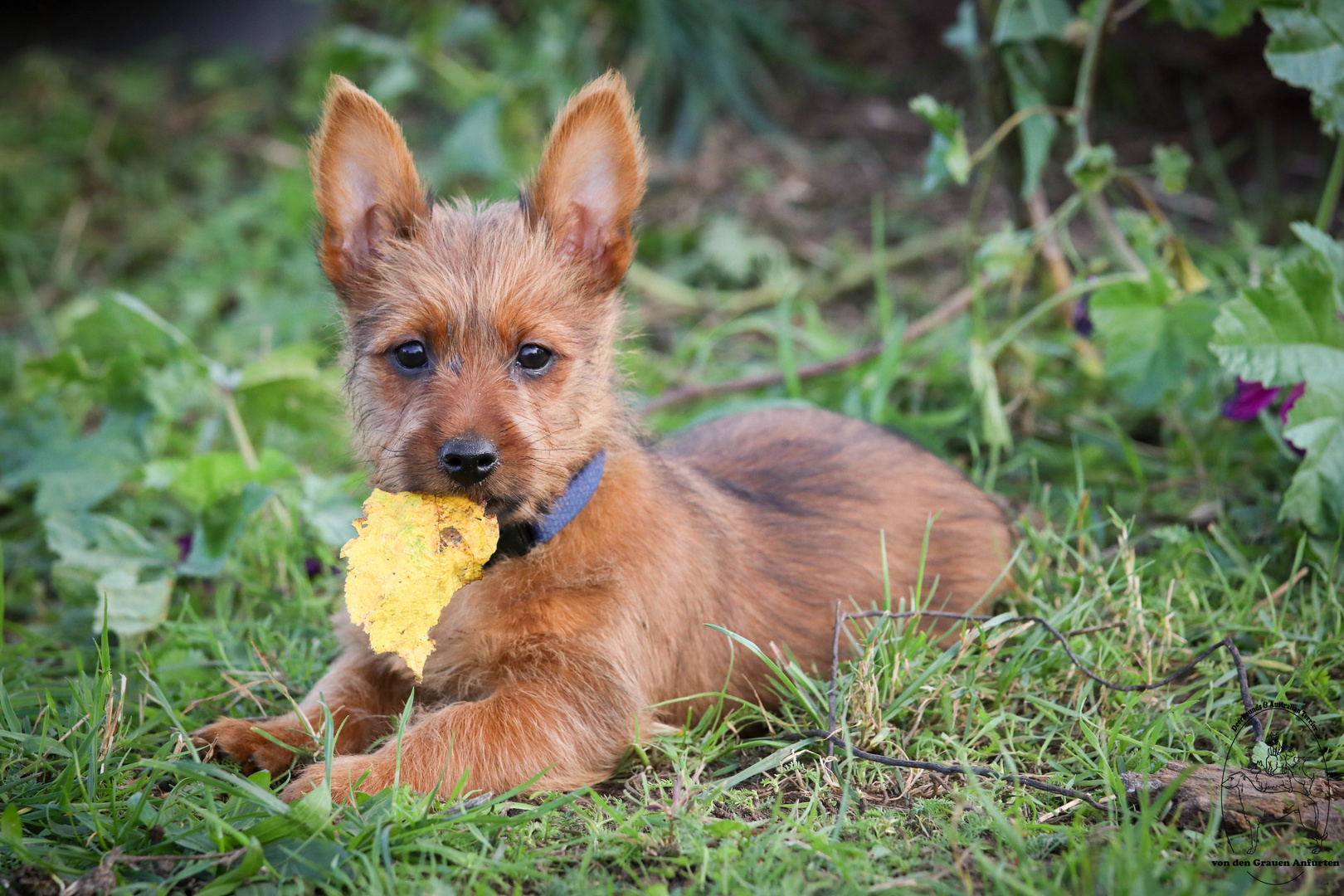 Es schmeckt nach Herbst