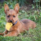 Es schmeckt nach Herbst