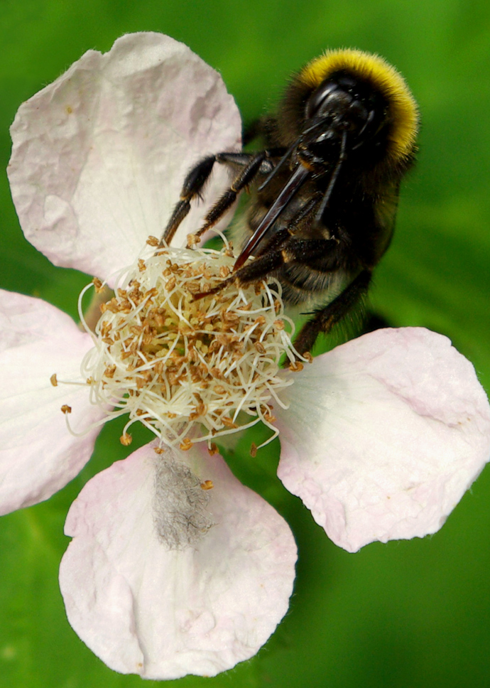 es schmeckt.......der Hummel