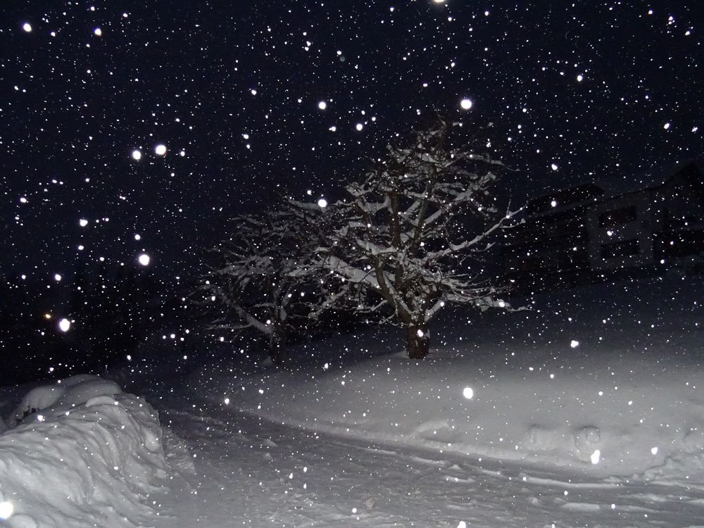 Es Schneit 2 Foto & Bild nikon, kalt, bäume Bilder auf