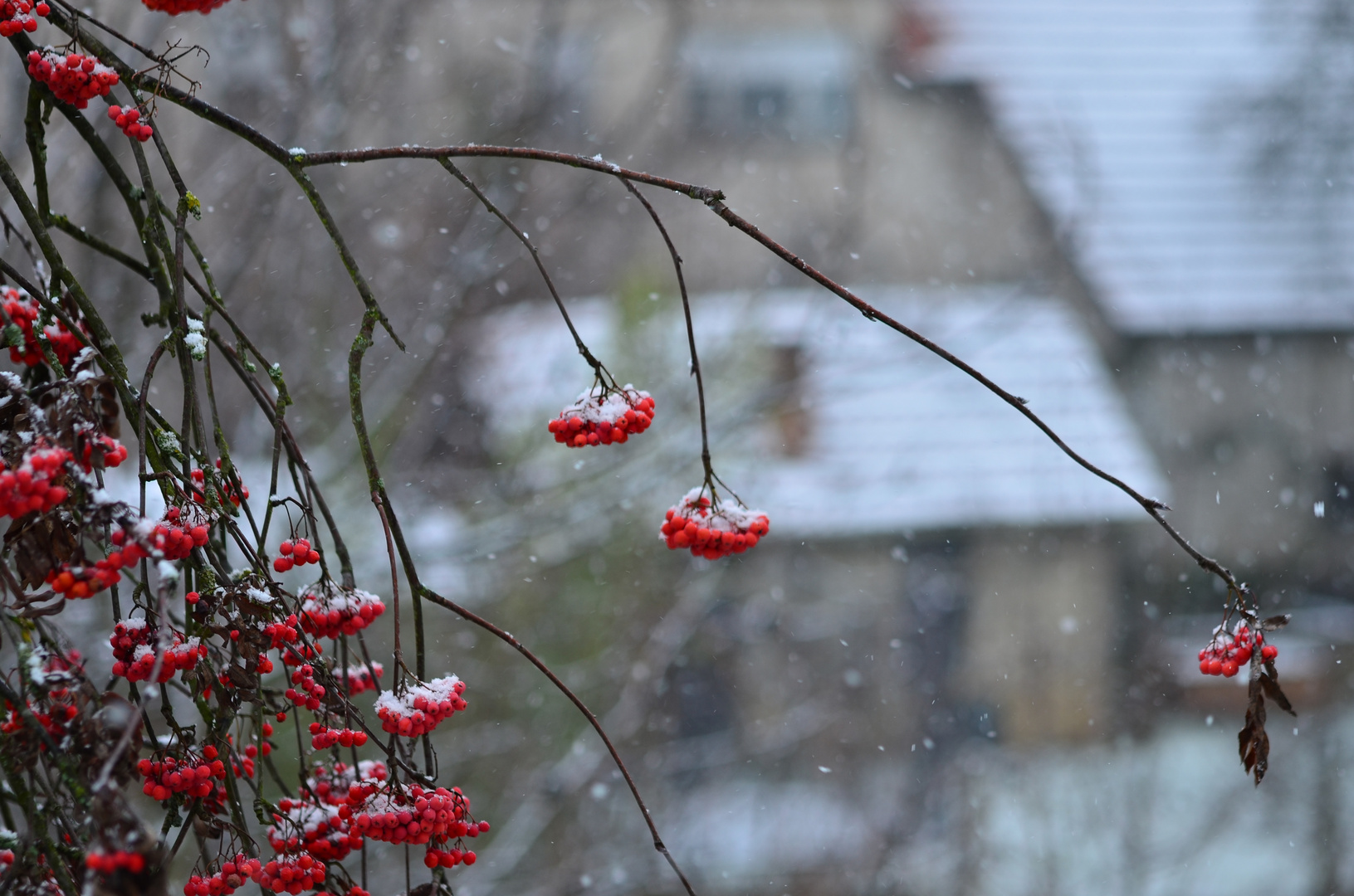es schneit Foto & Bild  jahreszeiten, winter, heimat Bilder auf 