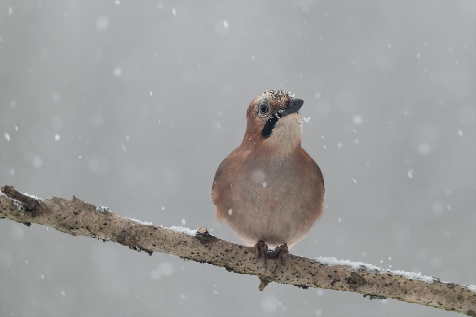 Es schneit!