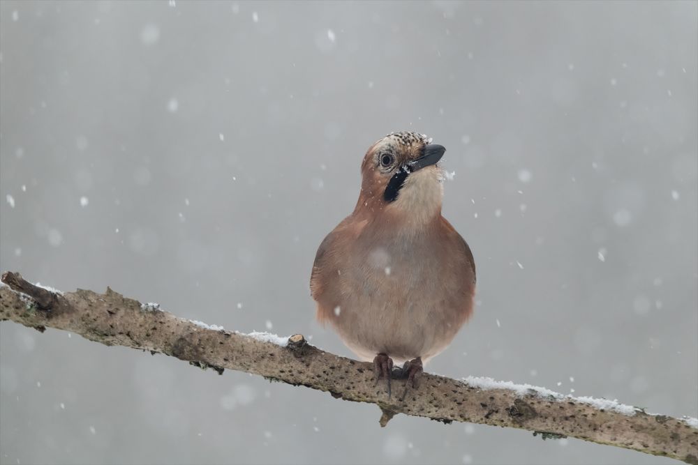 Es schneit!