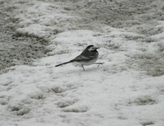 Es schneit ... da gehen sogar die Vögel zu Fuß