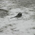 Es schneit ... da gehen sogar die Vögel zu Fuß