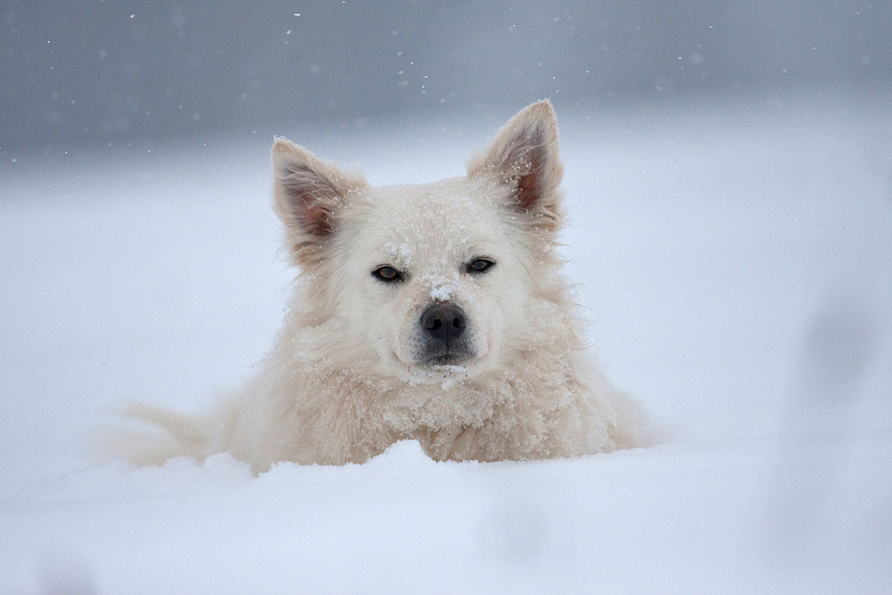 Es schneit, es schneit!