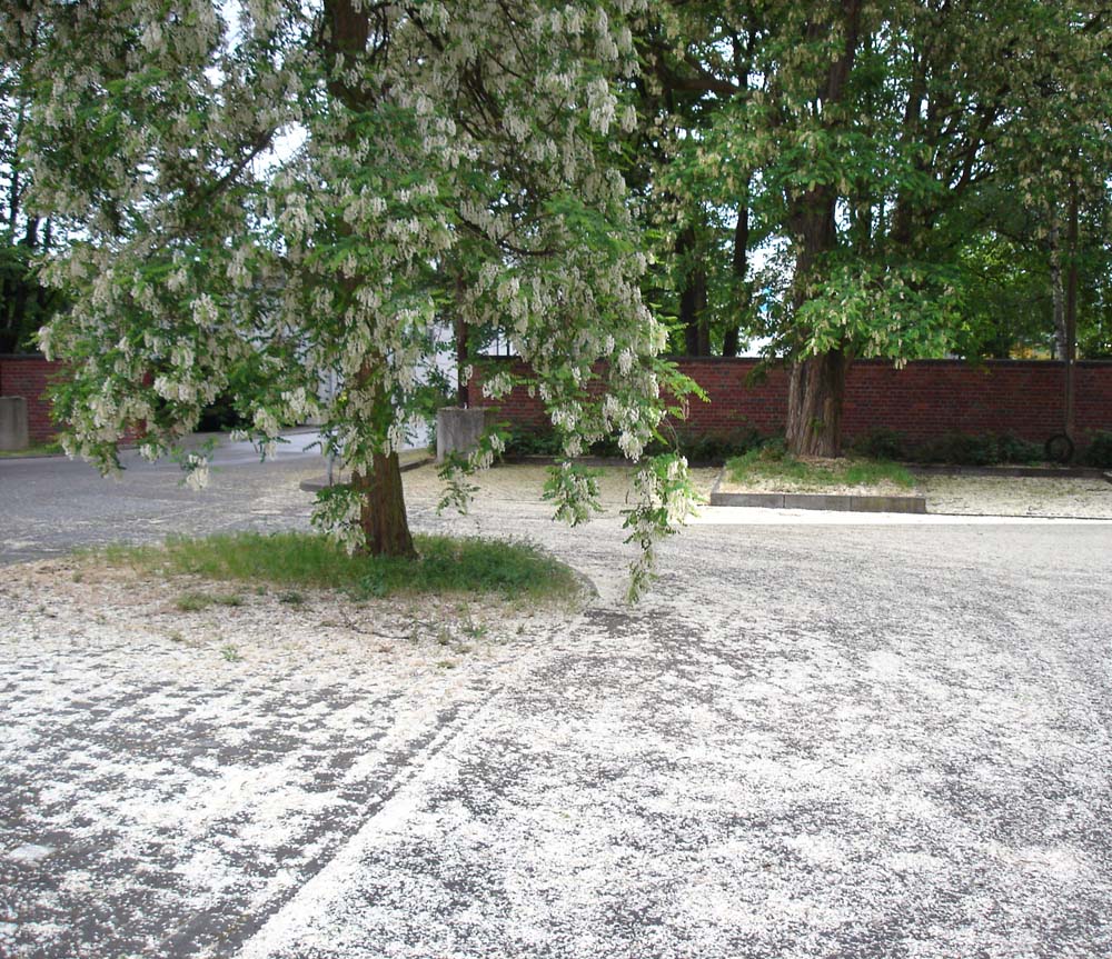 Es schneit im Frühling