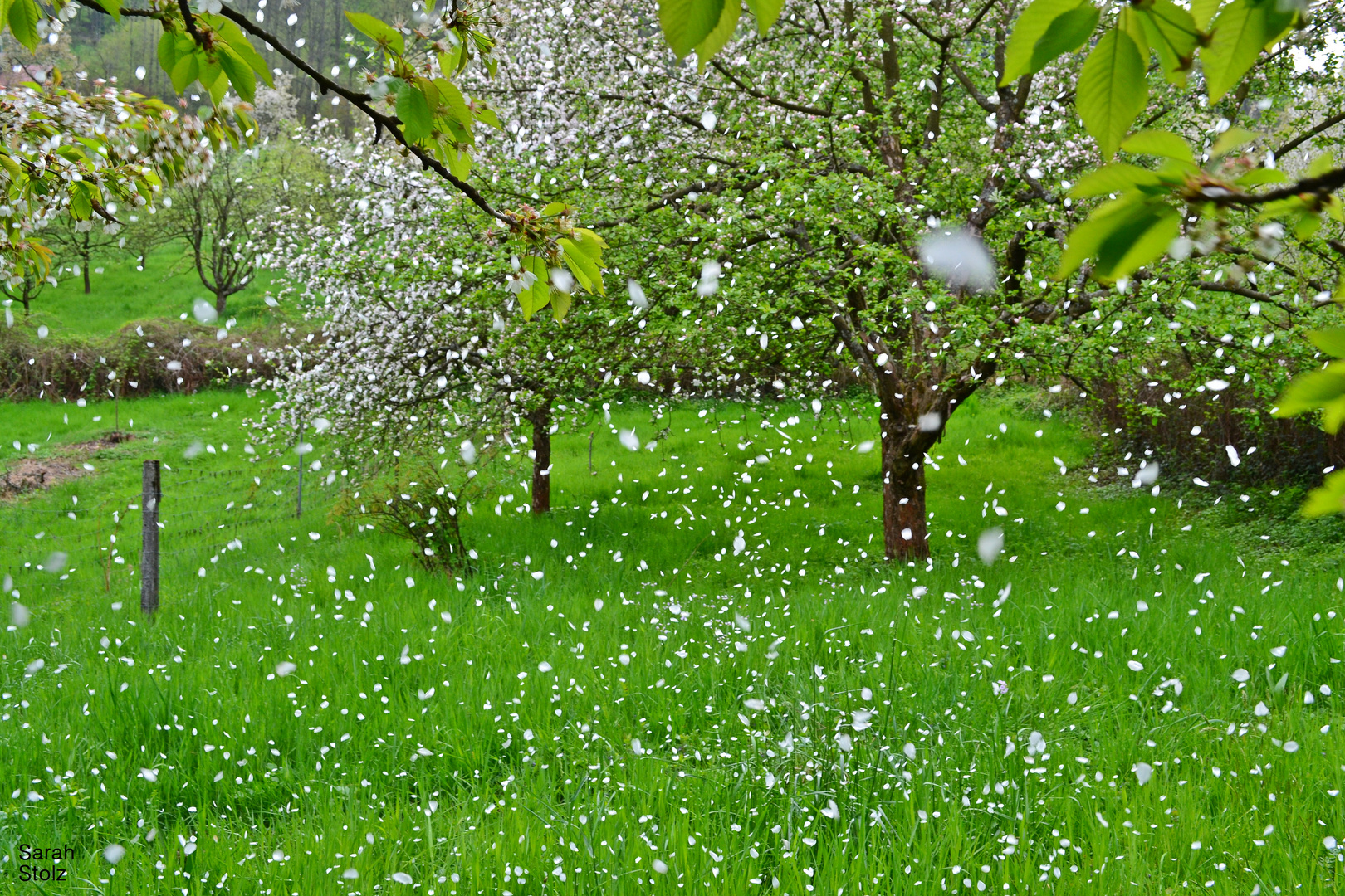 Es schneit... Kirschblütenblätter