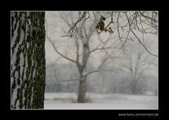 Es schneit schon wieder