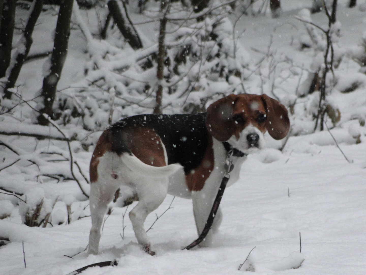 Es schneit schon wieder!