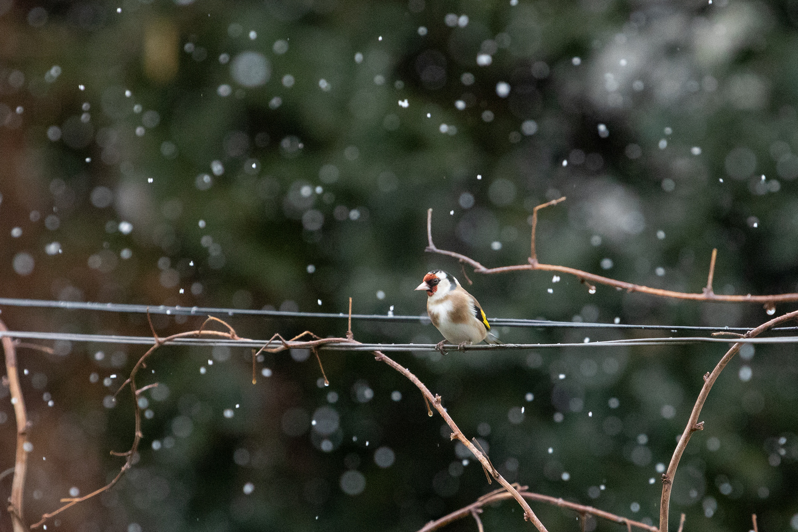 es schneit wieder ...