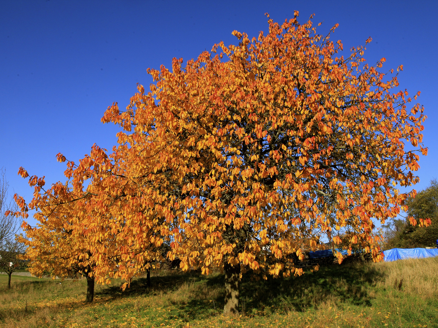 Es sei ein Kirschbaum, sagt man