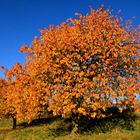 Es sei ein Kirschbaum, sagt man