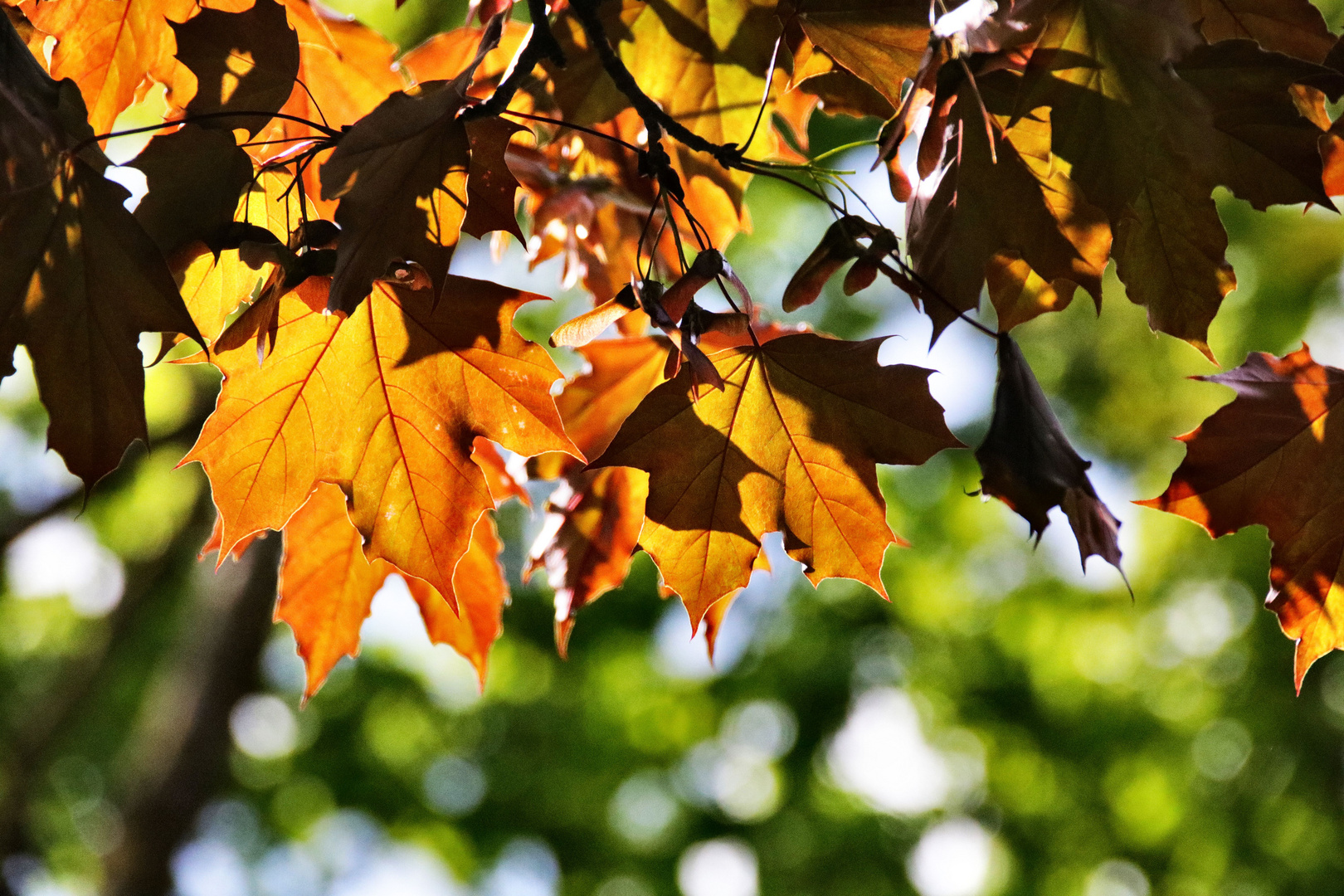 Es sieht aus wie im Herbst