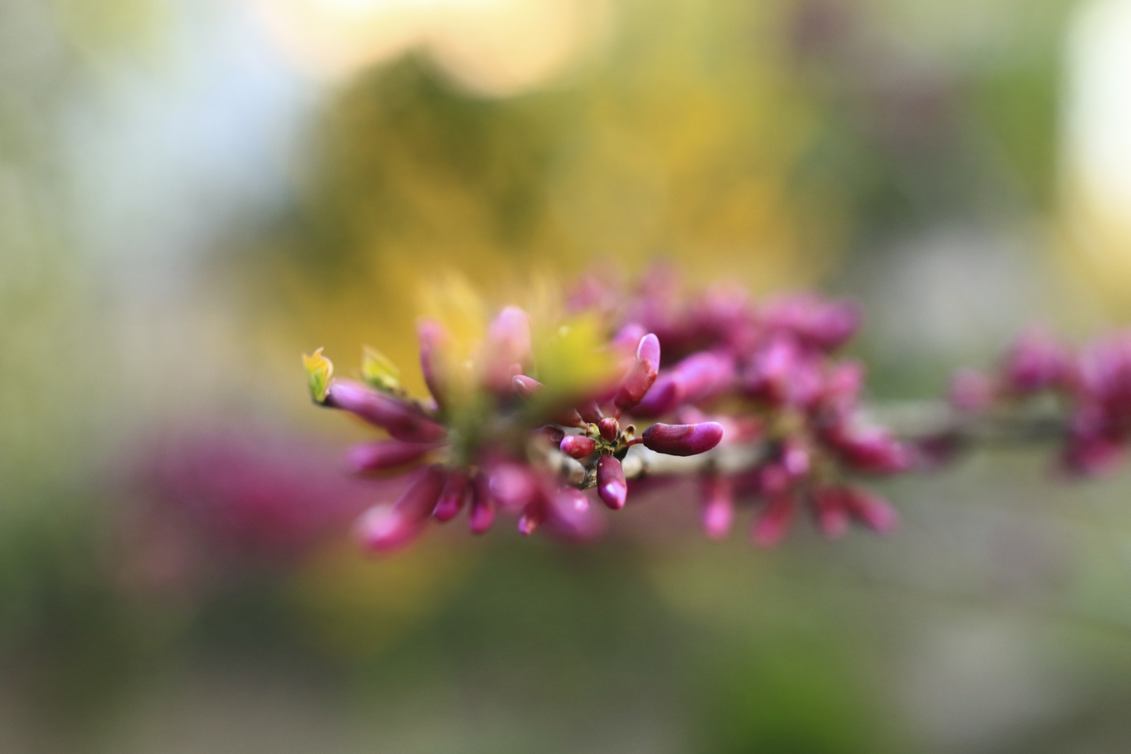 Es sind diese Farben die der Frühling zaubert