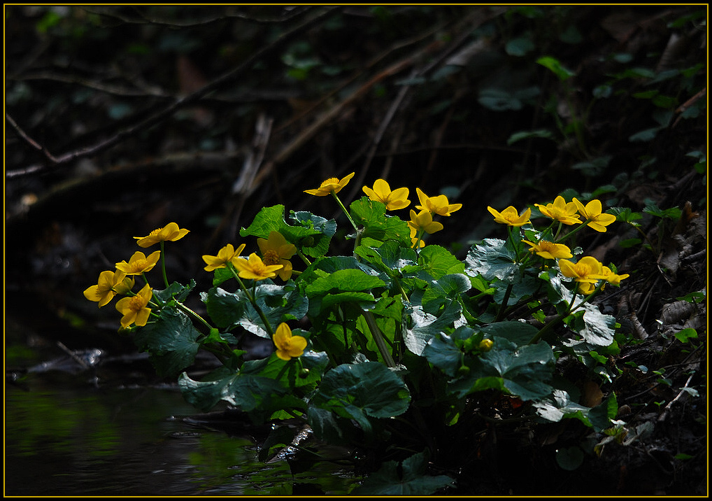 Es sind doch " NUR " Sumpfdotterblumen......