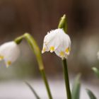 ...es sind noch ein paar Schneeflocken drauf