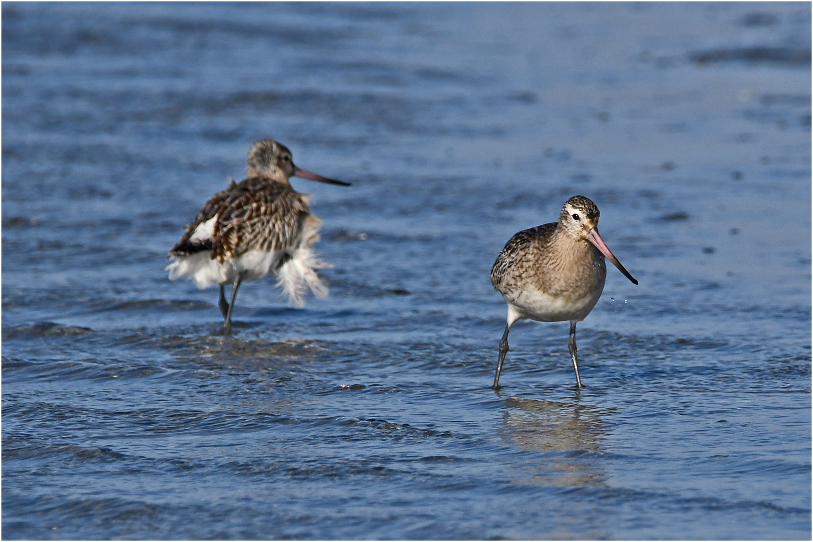 Es sind Pfuhlschnepfen (Limosa lapponica) und keine Grünschenkel, . . . 