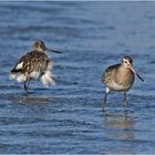 Es sind Pfuhlschnepfen (Limosa lapponica) und keine Grünschenkel, . . . 