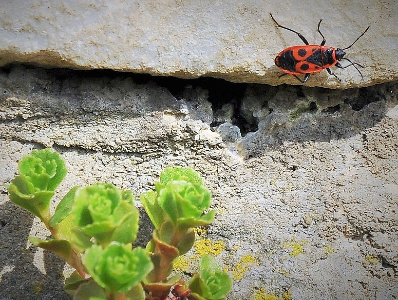 Es sind viele - sehr viele - Käfer und...