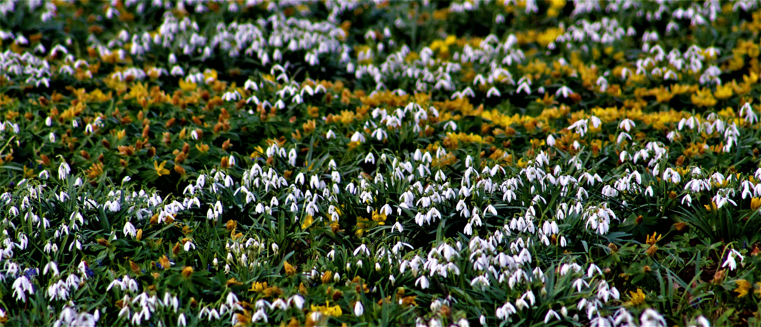 es sind Viele und sie läuten den Frühling ein