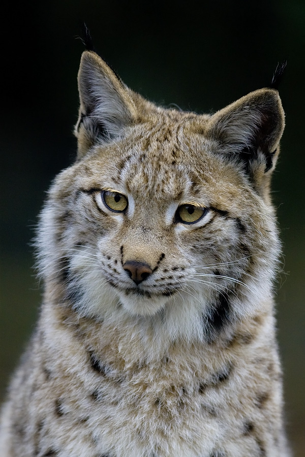 es sind wunderschöne tiere