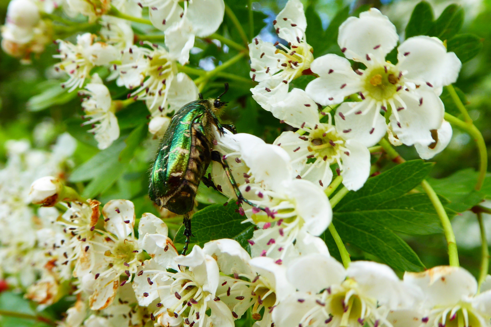 es sind zwar keine Rosen....