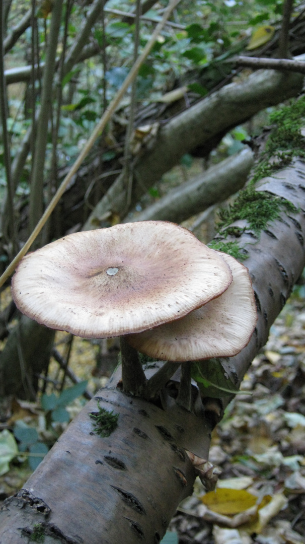 Es sind zwei Pilz entsprungen