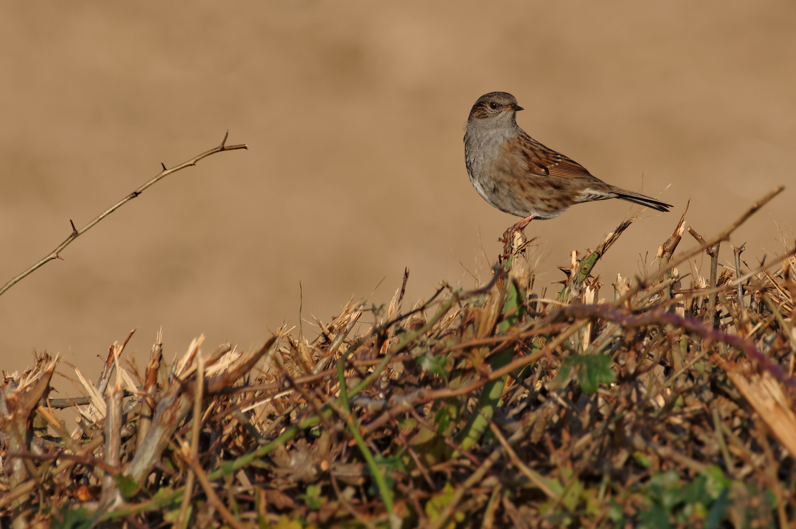 Es sitzt auf der Hecke Foto & Bild tiere, wildlife, wild lebende
