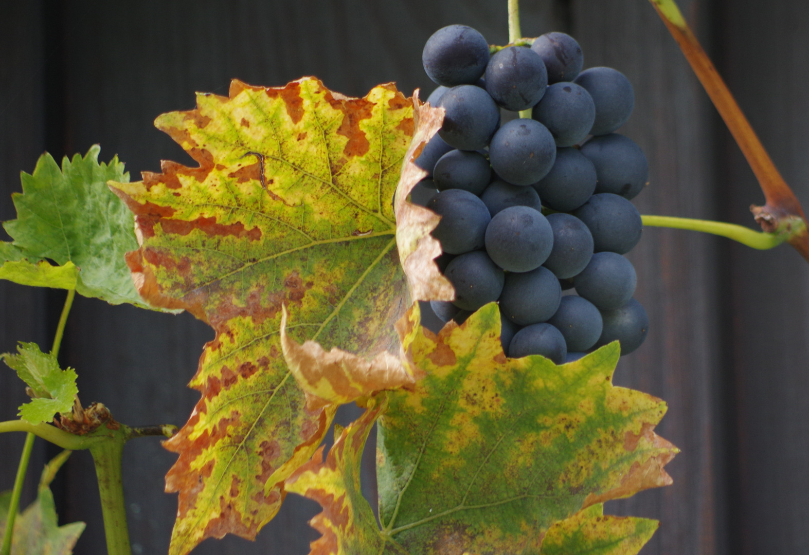 es soll ein GUTES Wein-Jahr werden