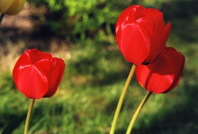 es soll schnell wieder Frühling werden...