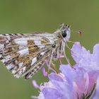 Es sollte der Mehrbrütige Würfel-Dickkopffalter sein