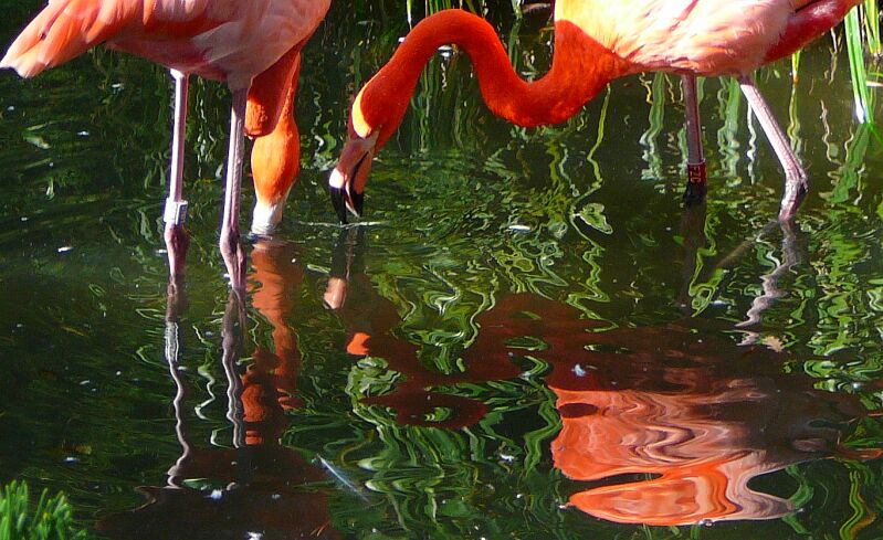 Es spiegeln sich zwei Flamingos ...