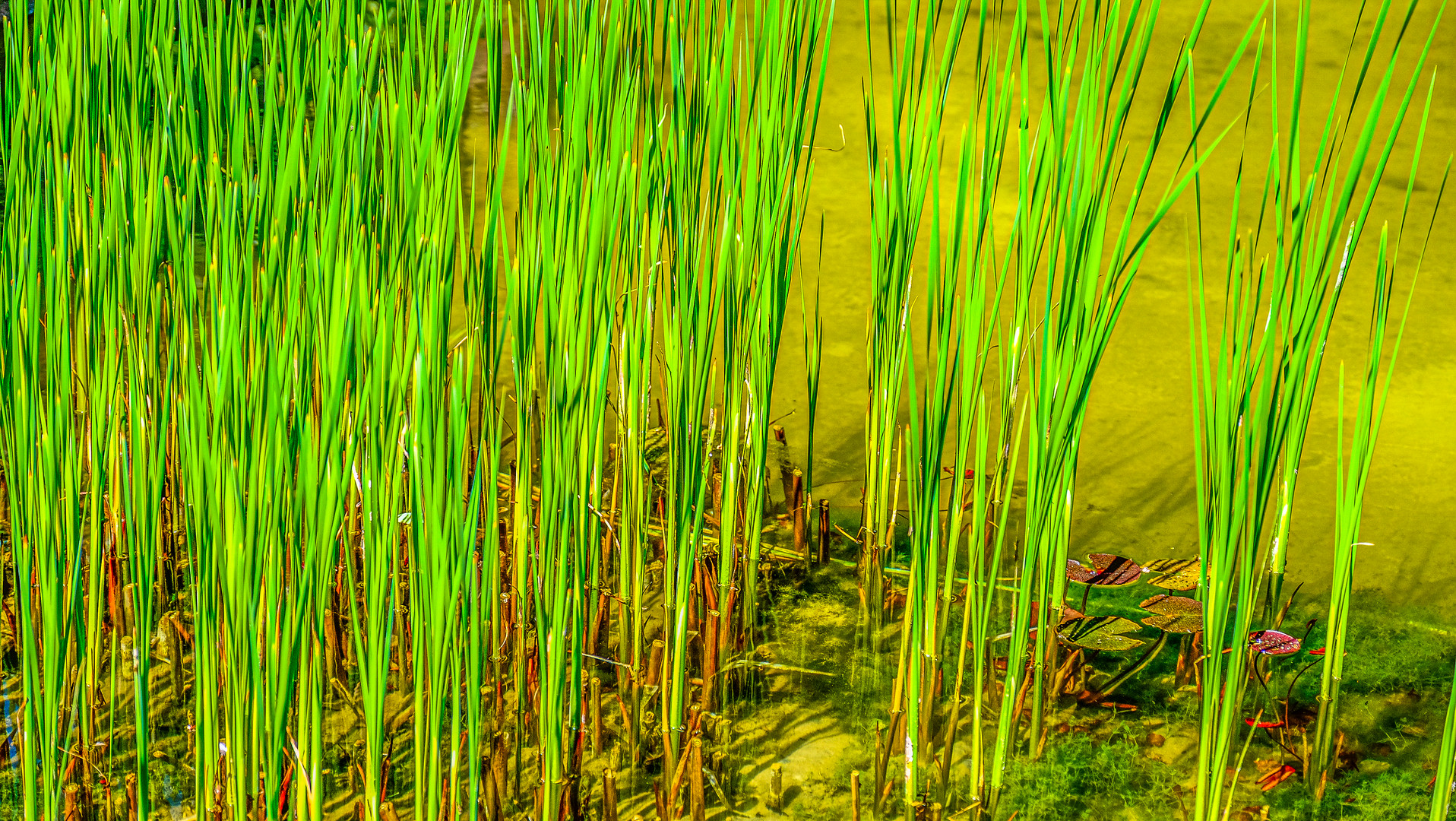 Es sprießt am Teich