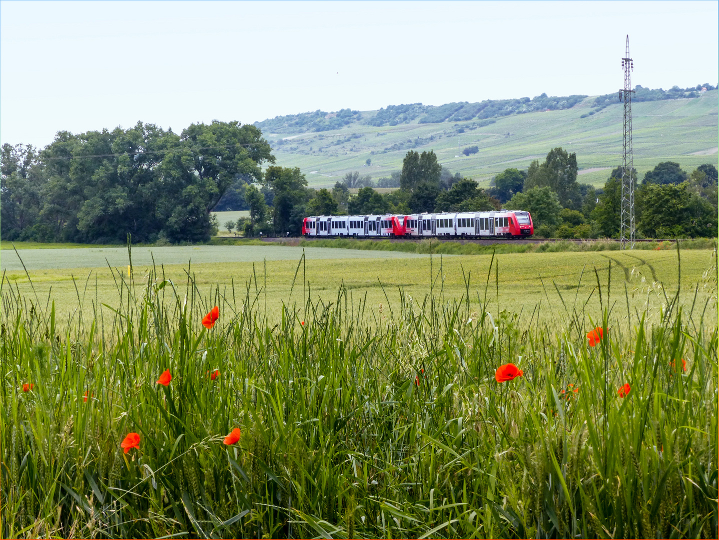 Es sprießt das Gras, es blüht der Mohn