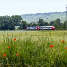 Es sprießt das Gras, es blüht der Mohn