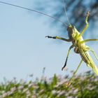 Es springt immer noch, mein Heupferdchen. Ist halt gut dressiert.