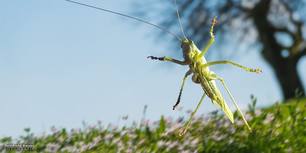 Es springt immer noch, mein Heupferdchen. Ist halt gut dressiert.