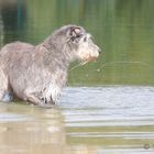 Es spu(c)kt im Silbersee