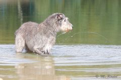 Es spu(c)kt im Silbersee