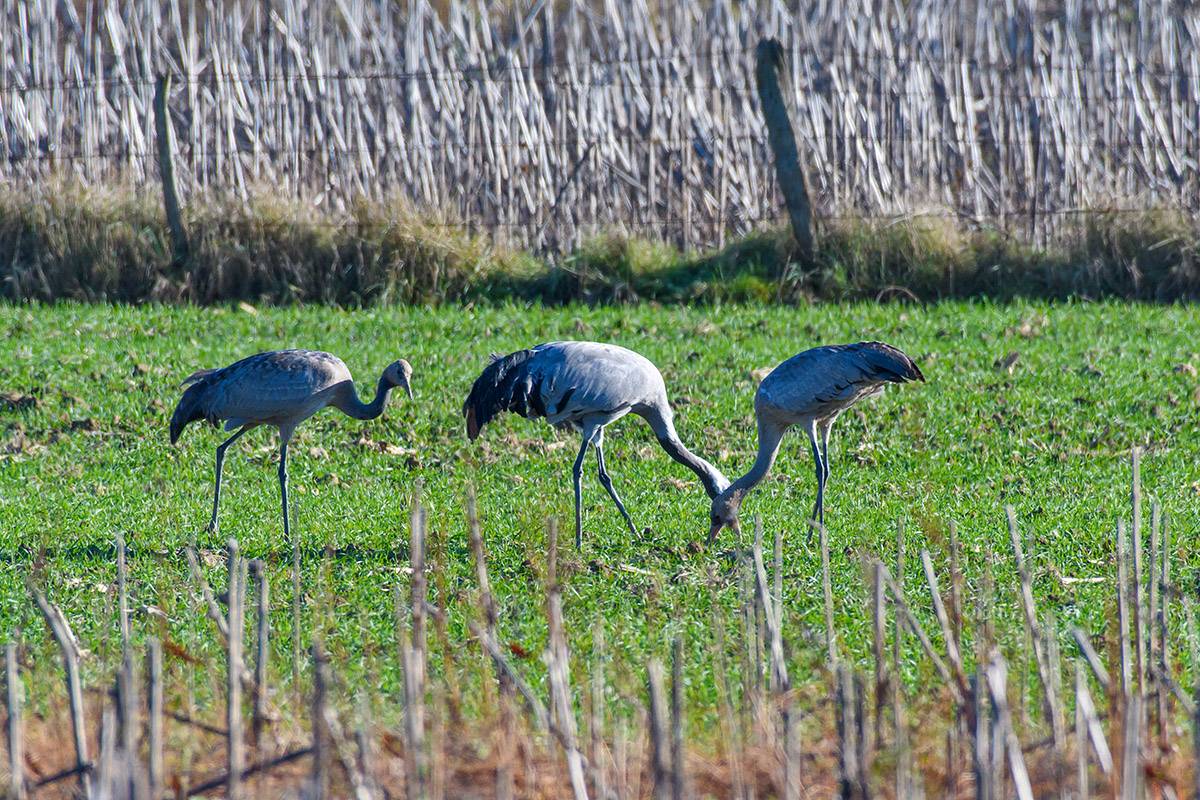 Es standen Kraniche auf dem Feld