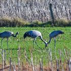 Es standen Kraniche auf dem Feld