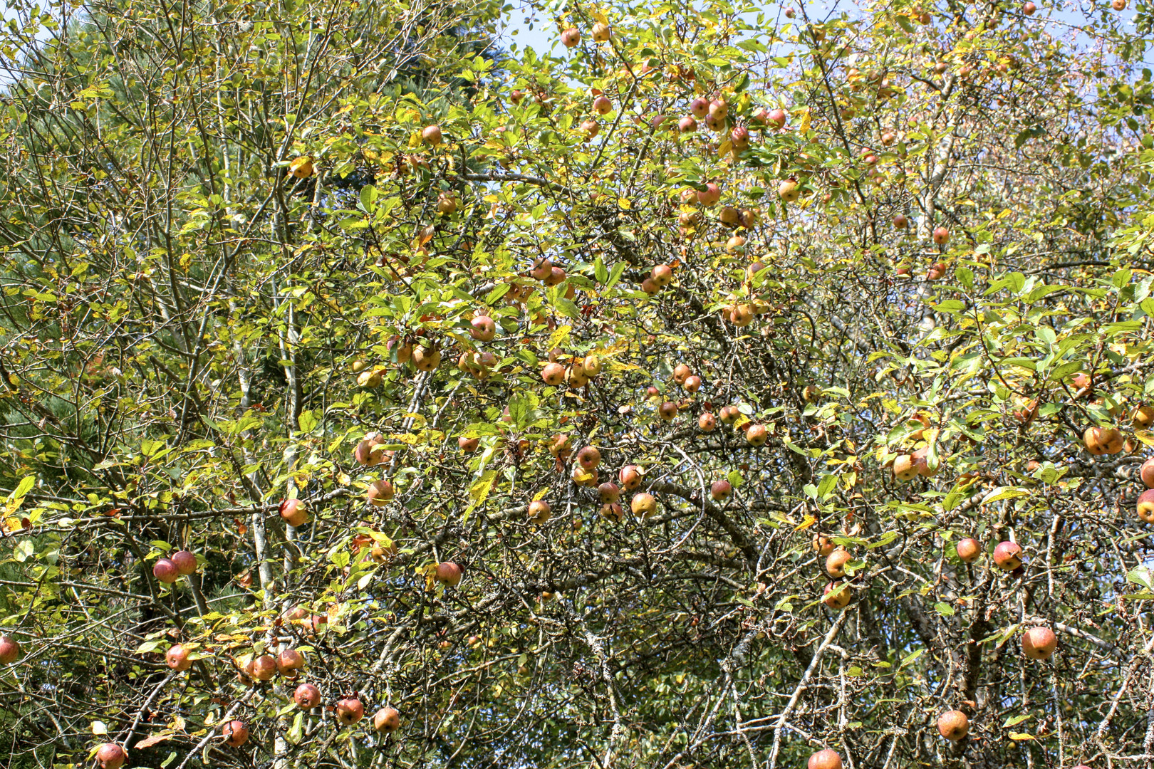 es steht ein Apfelbaum im Walde...